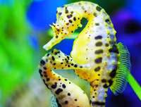 [ẢNH] Top 3 loài động vật nổi tiếng chung thủy với bạn tình