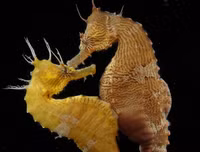 [ẢNH] Top 3 loài động vật nổi tiếng chung thủy với bạn tình