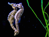 [ẢNH] Top 3 loài động vật nổi tiếng chung thủy với bạn tình