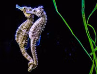 [ẢNH] Top 3 loài động vật nổi tiếng chung thủy với bạn tình