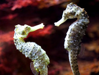 [ẢNH] Top 3 loài động vật nổi tiếng chung thủy với bạn tình