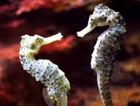 [ẢNH] Top 3 loài động vật nổi tiếng chung thủy với bạn tình