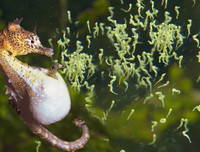 [ẢNH] Top 3 loài động vật nổi tiếng chung thủy với bạn tình