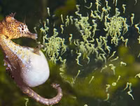 [ẢNH] Top 3 loài động vật nổi tiếng chung thủy với bạn tình