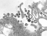 [ẢNH] Những loài động vật là ổ chứa tự nhiên của nhiều virus 