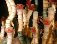 [ẢNH] Top những động vật sống 