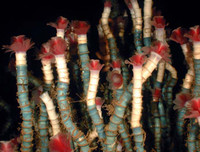 [ẢNH] Top những động vật sống 