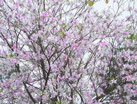 [ẢNH] Vẻ quyến rũ đến say đắm lòng người của hoa ban giữa lòng Thủ đô