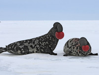 [ẢNH] Khám phá những 