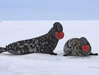 [ẢNH] Khám phá những 