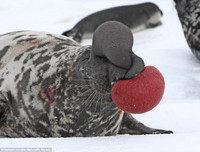 [ẢNH] Khám phá những 