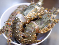 [ẢNH] Một số món ngon làm từ tôm hùm mà bạn không nên bỏ qua