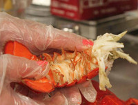 [ẢNH] Một số món ngon làm từ tôm hùm mà bạn không nên bỏ qua