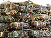 [ẢNH] Một số món ngon làm từ tôm hùm mà bạn không nên bỏ qua