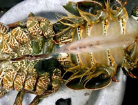 [ẢNH] Một số món ngon làm từ tôm hùm mà bạn không nên bỏ qua