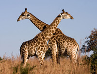 [ẢNH] Khám phá những 