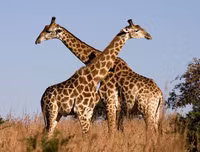 [ẢNH] Khám phá những 