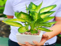 [ẢNH] Điểm mặt 10 