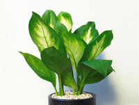 [ẢNH] Điểm mặt 10 