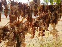 [ẢNH] 10 loại mứt, trái cây sấy nhập ngoại 