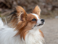 [ẢNH] Top 8 loài chó thông minh nhất thế giới