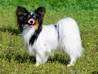 [ẢNH] Top 8 loài chó thông minh nhất thế giới