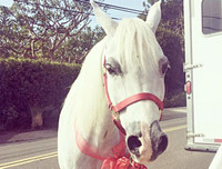 [ẢNH] Bóc giá quà Giáng sinh của Sao Hollywood để đo 