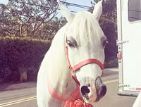 [ẢNH] Bóc giá quà Giáng sinh của Sao Hollywood để đo 