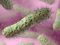 [ẢNH] Những điều cần biết về Whitmore- Bệnh truyền nhiễm có nguy cơ gây tử vong