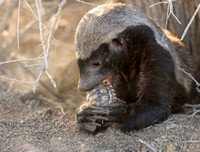 [ẢNH] Khả năng đặc biệt đến khó tin của những động vật kỳ lạ trên thế giới