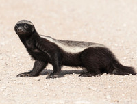 [ẢNH] Khả năng đặc biệt đến khó tin của những động vật kỳ lạ trên thế giới