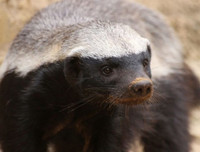 [ẢNH] Khả năng đặc biệt đến khó tin của những động vật kỳ lạ trên thế giới