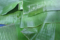 Một vài cách đơn giản trị ong đốt để giảm sưng và đau