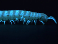 [ẢNH] Bất ngờ trước khả năng tự phát sáng của một số loài sinh vật