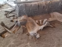 Phát hiện gây sốc về hố bẫy voi ma mút đầu tiên trong lịch sử loài người