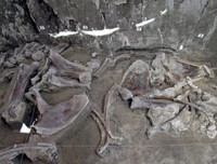 Phát hiện gây sốc về hố bẫy voi ma mút đầu tiên trong lịch sử loài người