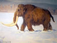 Phát hiện gây sốc về hố bẫy voi ma mút đầu tiên trong lịch sử loài người