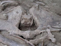 Phát hiện gây sốc về hố bẫy voi ma mút đầu tiên trong lịch sử loài người