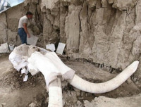 Phát hiện gây sốc về hố bẫy voi ma mút đầu tiên trong lịch sử loài người