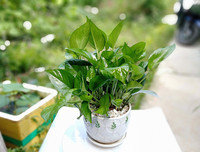 [ẢNH] Cảnh giác với những loài hoa, cây cảnh cực đẹp nhưng cũng cực độc trong dịp Tết