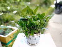 [ẢNH] Cảnh giác với những loài hoa, cây cảnh cực đẹp nhưng cũng cực độc trong dịp Tết