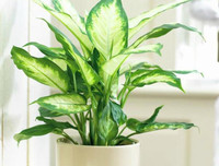 [ẢNH] Cảnh giác với những loài hoa, cây cảnh cực đẹp nhưng cũng cực độc trong dịp Tết