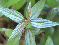 [ẢNH] Cha đẻ của 