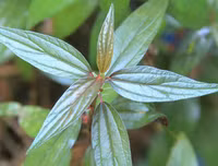 [ẢNH] Cha đẻ của 