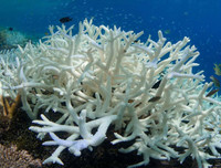 [ẢNH] Cha đẻ của 