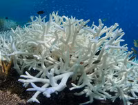 [ẢNH] Cha đẻ của 