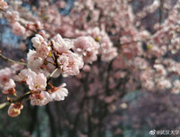 [ẢNH] Vũ Hán đón 