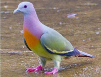 [ẢNH] Những loài vật có màu sắc độc lạ mà bạn không ngờ tới