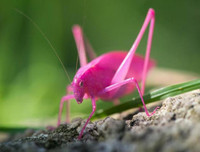 [ẢNH] Những loài vật có màu sắc độc lạ mà bạn không ngờ tới