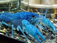 [ẢNH] Những loài vật có màu sắc độc lạ mà bạn không ngờ tới